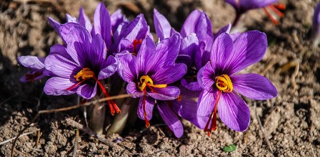 saffron-1136778_960_720.jpg, août 2017 saffron-1136778_960_720.jpg