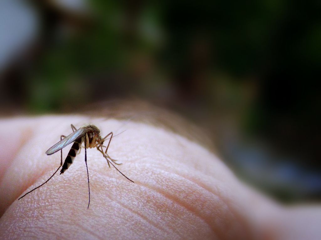 moustiques.jpg