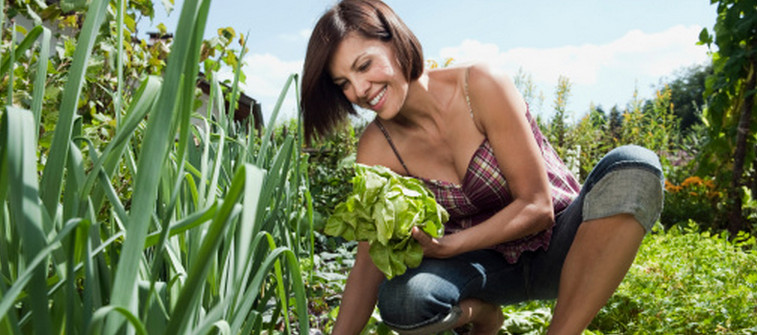 potager-ecolo.jpg, sept. 2015 potager-ecolo.jpg